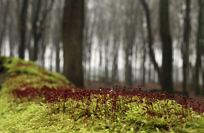 BUITEN BEELD Foto: 118888