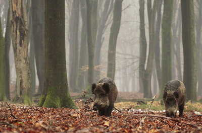 BUITEN BEELD Foto: 118899