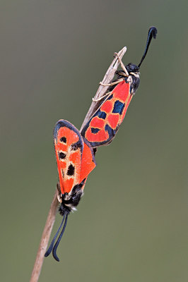 BUITEN BEELD Foto: 118921