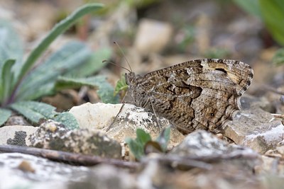 BUITEN BEELD Foto: 118924
