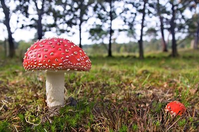 BUITEN BEELD Foto: 118957