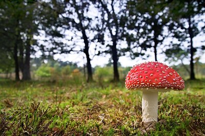 BUITEN BEELD Foto: 118959