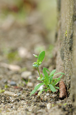 BUITEN BEELD Foto: 118985