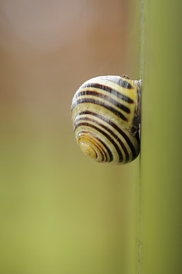 BUITEN BEELD Foto: 118992