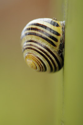 BUITEN BEELD Foto: 118995