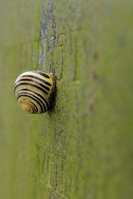 BUITEN BEELD Foto: 118996