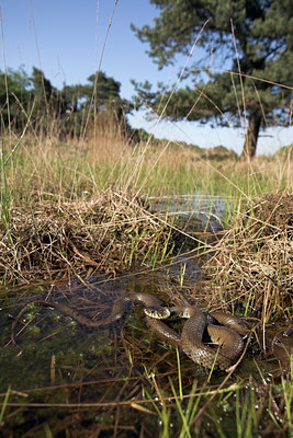 BUITEN BEELD Foto: 11037
