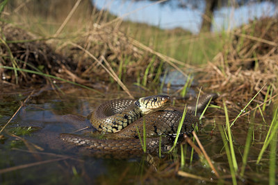 BUITEN BEELD Foto: 11039
