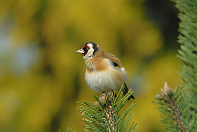 BUITEN BEELD Foto: 11060