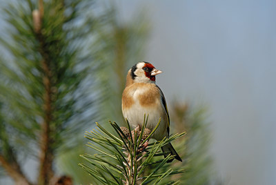 BUITEN BEELD Foto: 11061