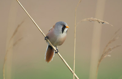 BUITEN BEELD Foto: 11084