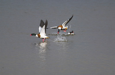 BUITEN BEELD Foto: 11086