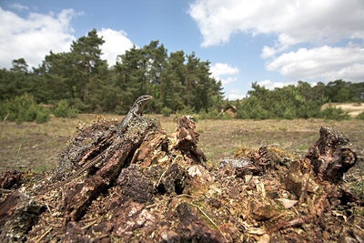 BUITEN BEELD Foto: 11096