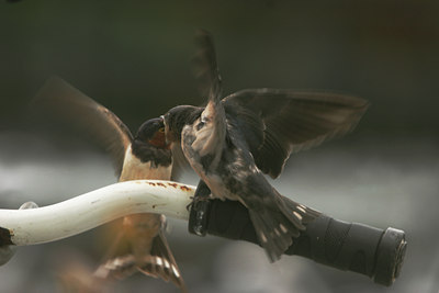 BUITEN BEELD Foto: 11101