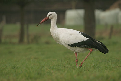 BUITEN BEELD Foto: 11113