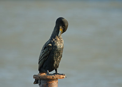 BUITEN BEELD Foto: 11122