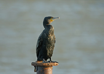 BUITEN BEELD Foto: 11123