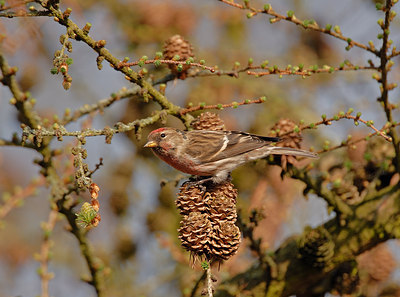 BUITEN BEELD Foto: 11130