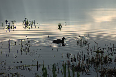 BUITEN BEELD Foto: 11131