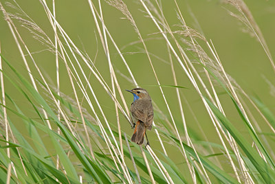 BUITEN BEELD Foto: 11138