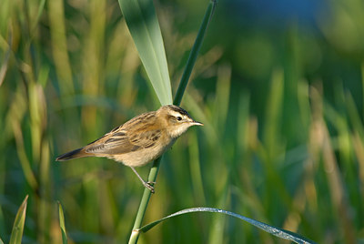 BUITEN BEELD Foto: 11142