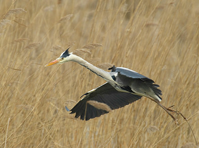 BUITEN BEELD Foto: 11152