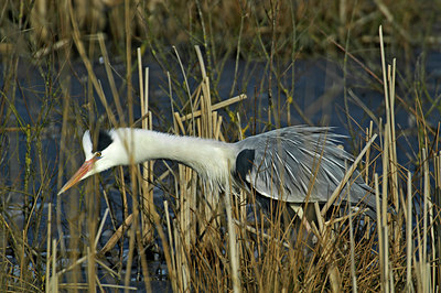 BUITEN BEELD Foto: 11162