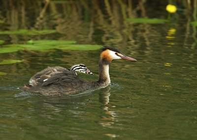 BUITEN BEELD Foto: 11187