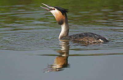 BUITEN BEELD Foto: 11200