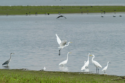 BUITEN BEELD Foto: 11217