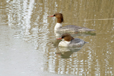 BUITEN BEELD Foto: 11223
