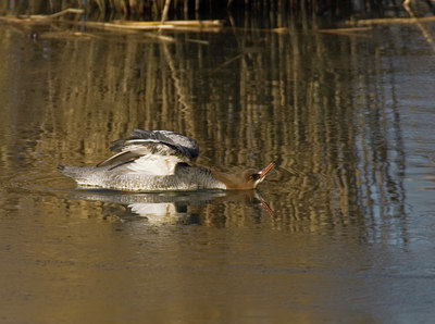 BUITEN BEELD Foto: 11225