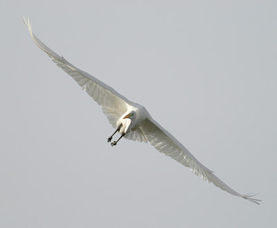 BUITEN BEELD Foto: 11236