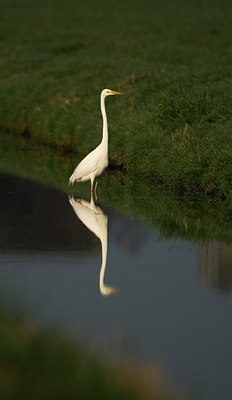 BUITEN BEELD Foto: 11267