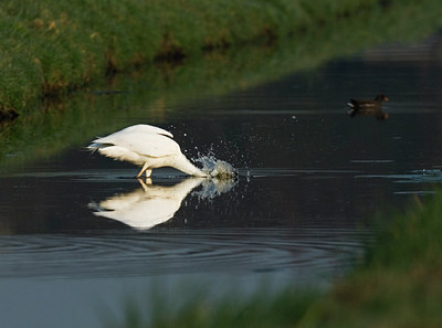 BUITEN BEELD Foto: 11269