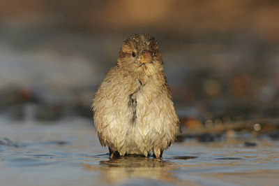 BUITEN BEELD Foto: 11289