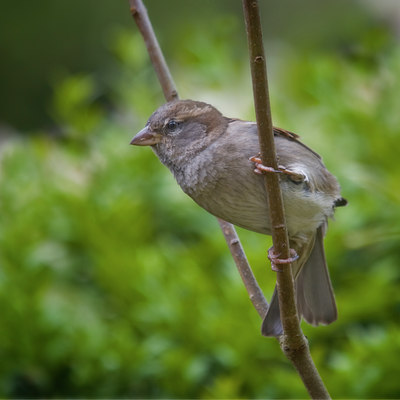 BUITEN BEELD Foto: 11295