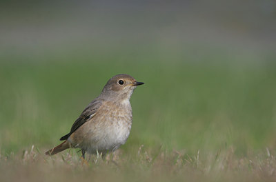 BUITEN BEELD Foto: 11296
