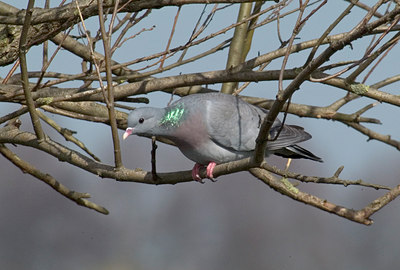 BUITEN BEELD Foto: 11317