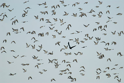 BUITEN BEELD Foto: 11319