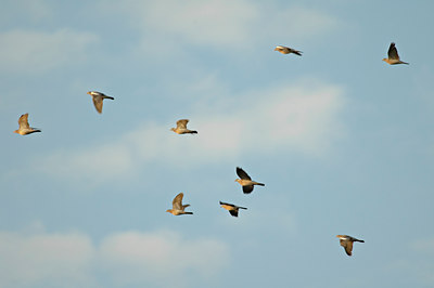 BUITEN BEELD Foto: 11321