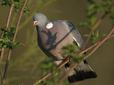 BUITEN BEELD Foto: 11329