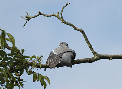 BUITEN BEELD Foto: 11334