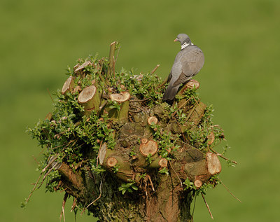 BUITEN BEELD Foto: 11335