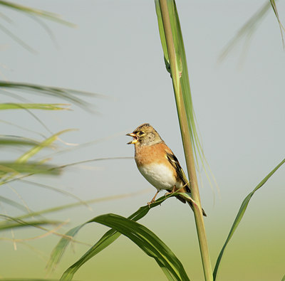 BUITEN BEELD Foto: 11346