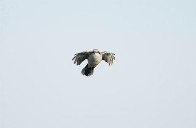 BUITEN BEELD Foto: 11348