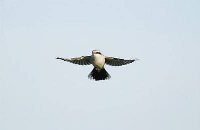 BUITEN BEELD Foto: 11349