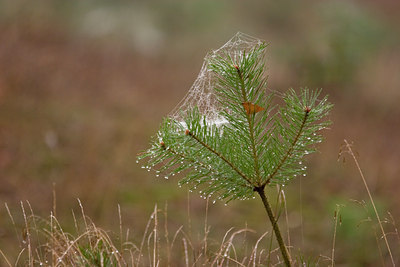 BUITEN BEELD Foto: 11360