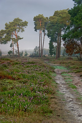 BUITEN BEELD Foto: 11363