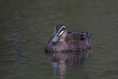 BUITEN BEELD Foto: 11368